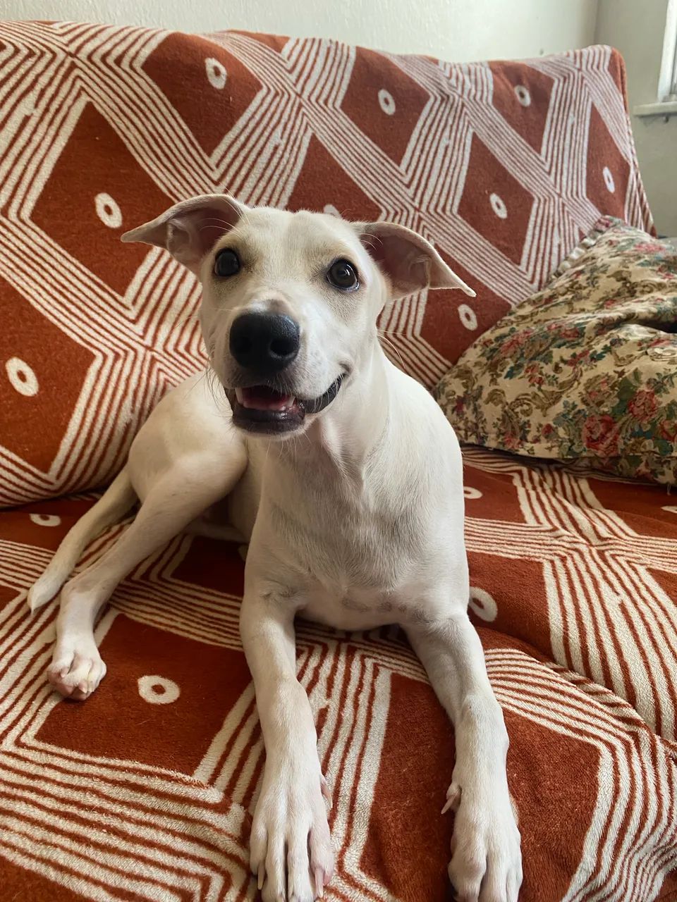Cachorra pra doação  - Foto 4