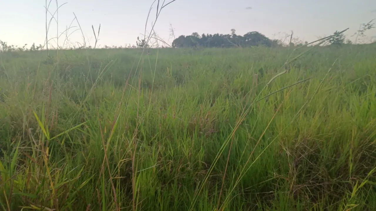 Arrendamento para pecuária  - Foto 2