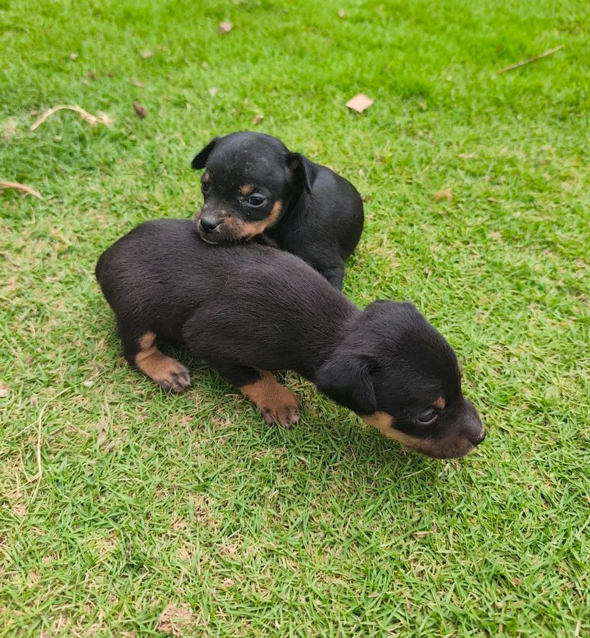 Filhotes de pinscher 1  - Foto 3