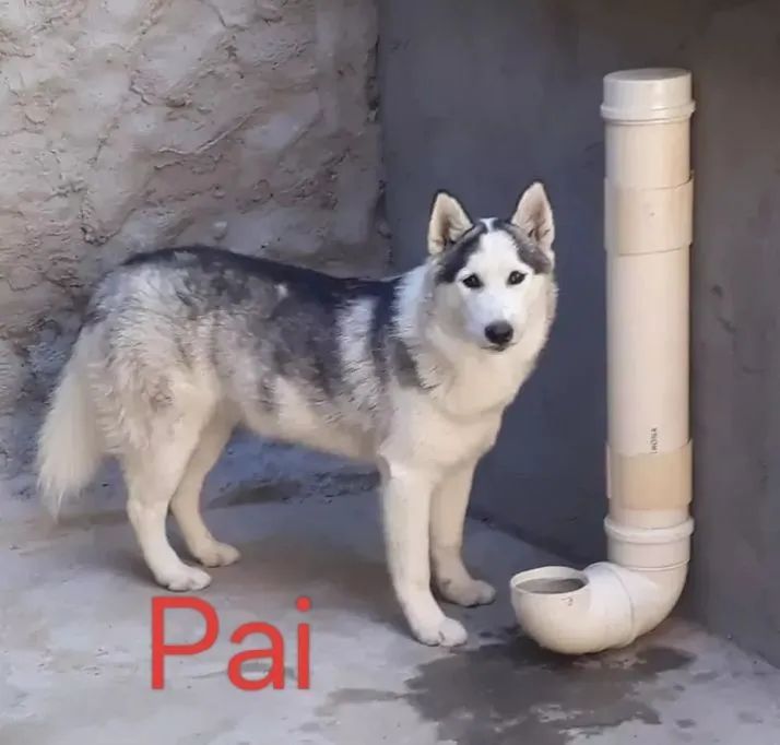 Husky Siberiano  - Foto 4