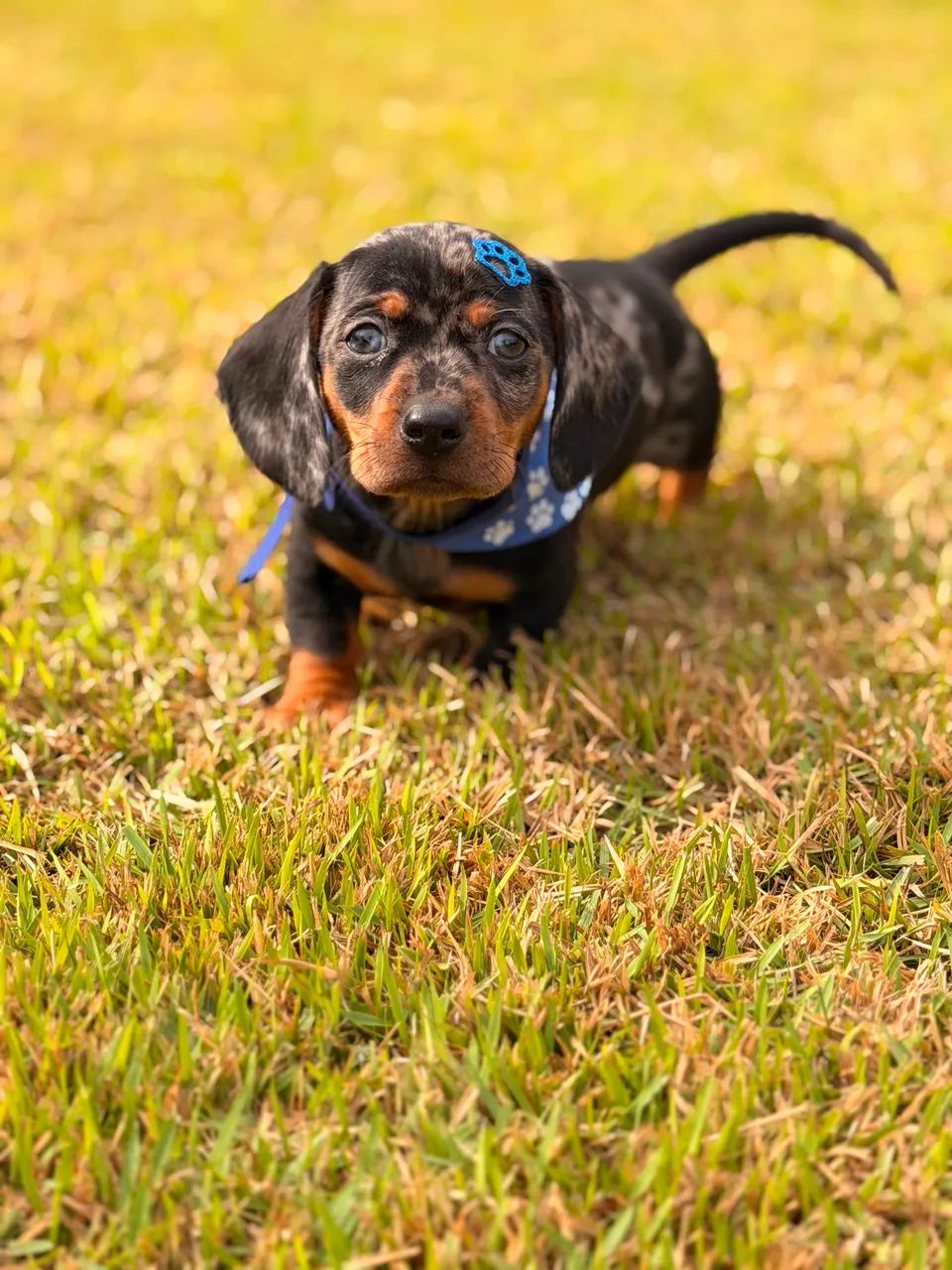 Dachshund Filhotes Linguicinha - Foto 3