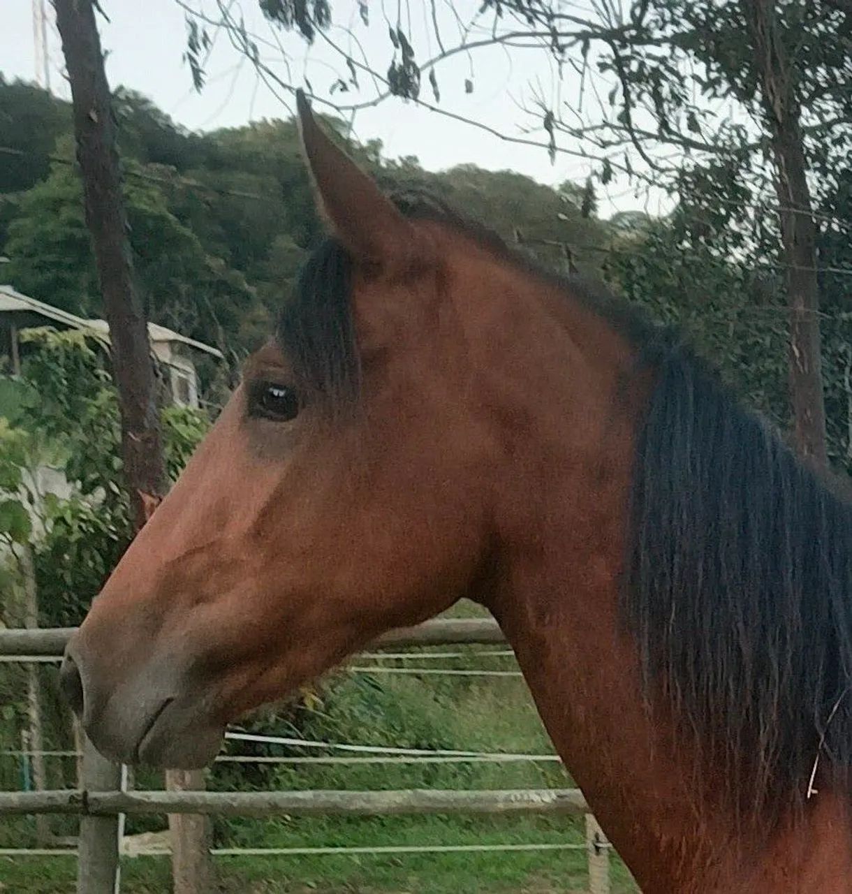 Cavalo novo, potro