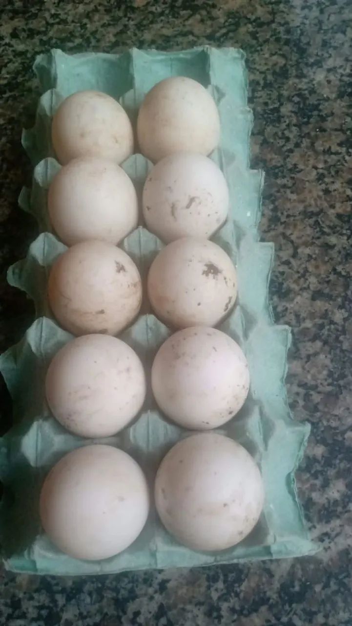 Marrecos  - Foto 2