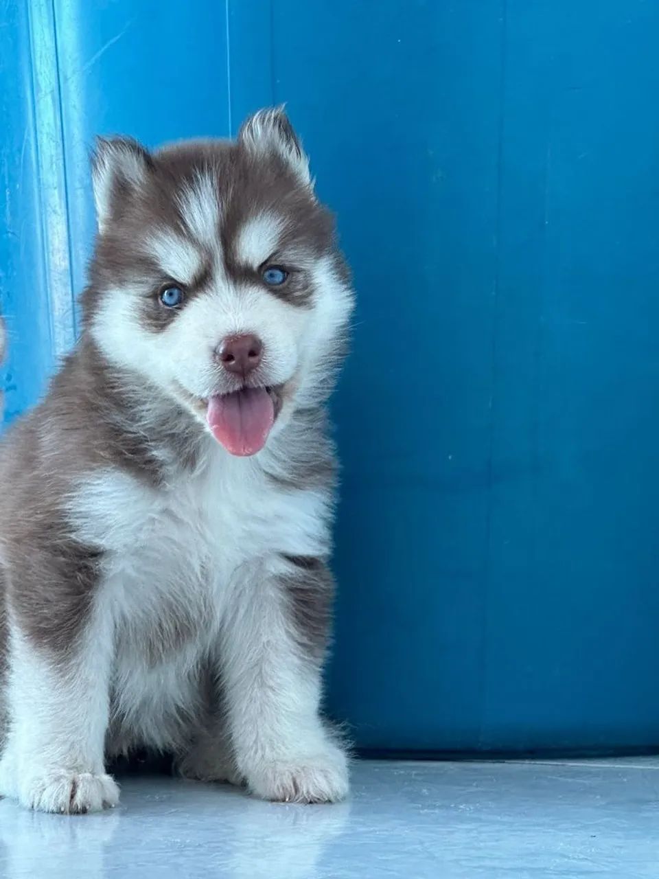 Husky siberiano  - Foto 3