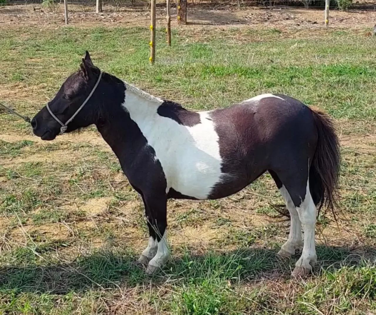 Lindo casal de mini Horses - Foto 3