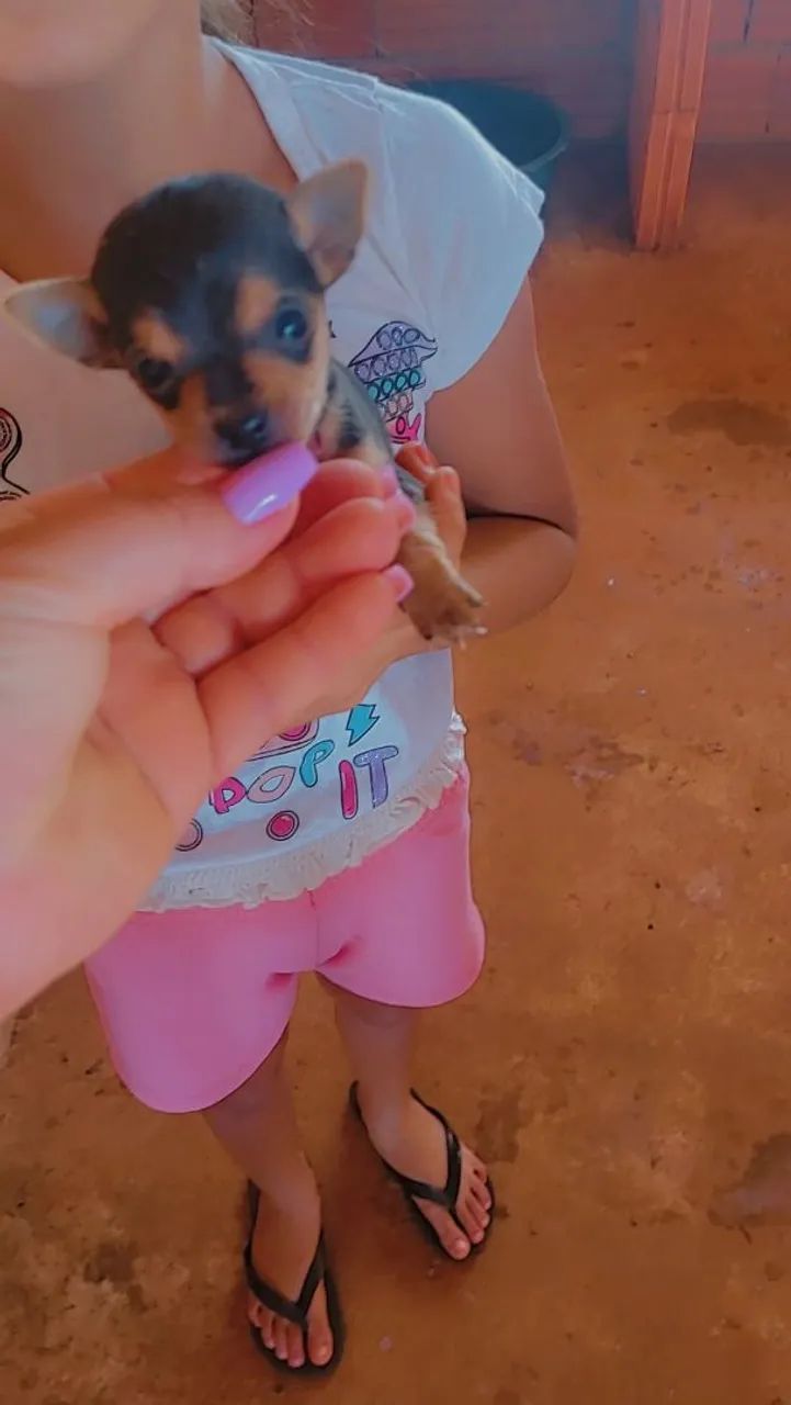 Pincher macho 