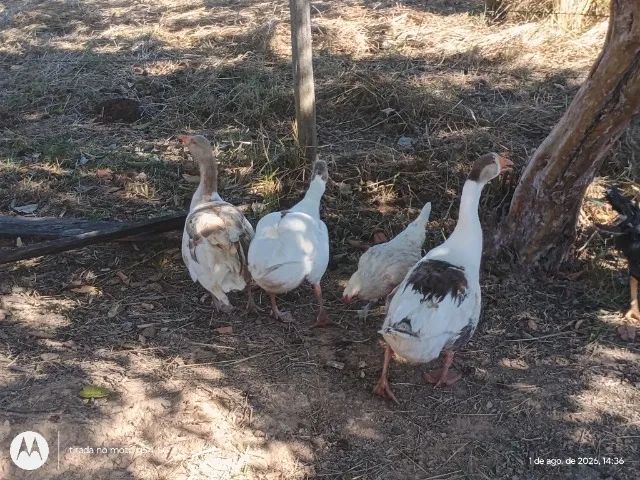 Gansos - Foto 2