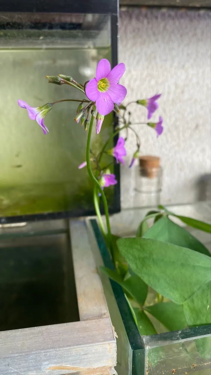Guppies adultos e filhotes à venda - Foto 3