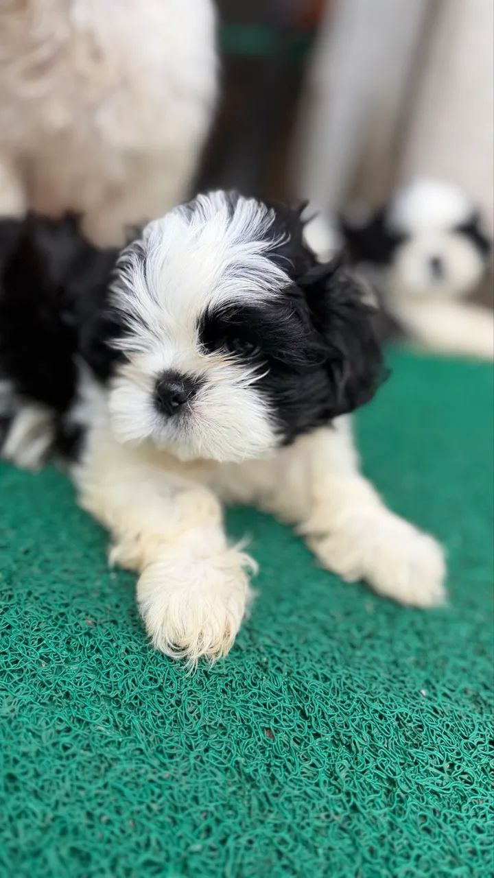 Cachorro - Foto 4