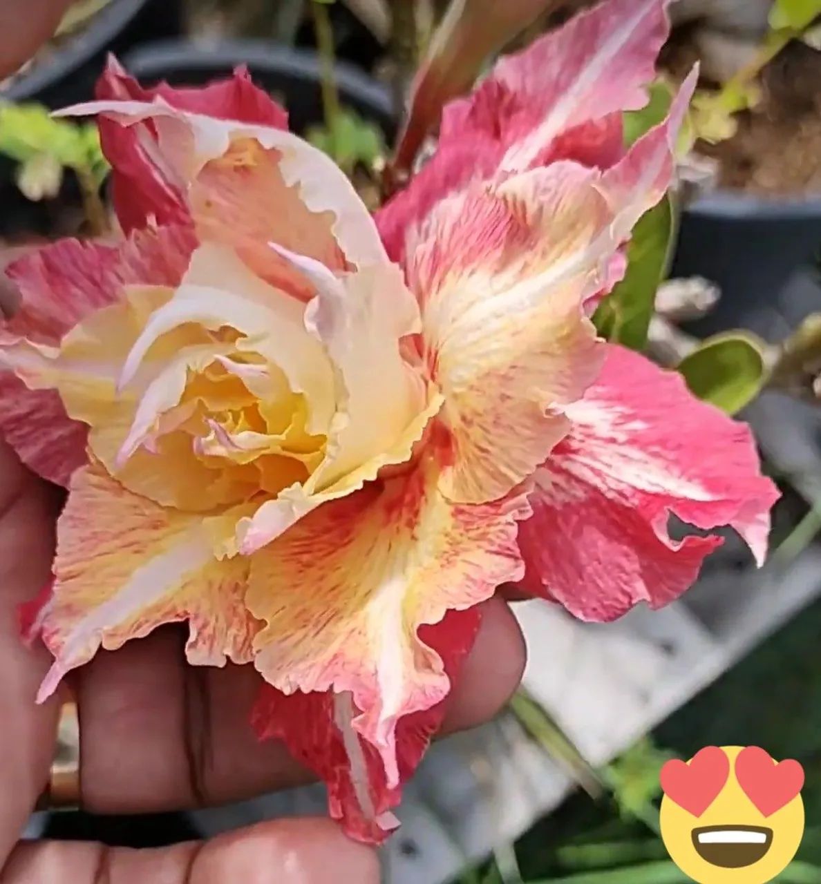 Rosa do deserto amarela  - Foto 5