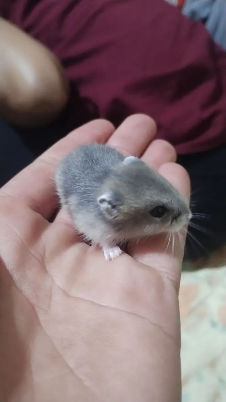 Filhotinhos de hamsters  - Foto 2