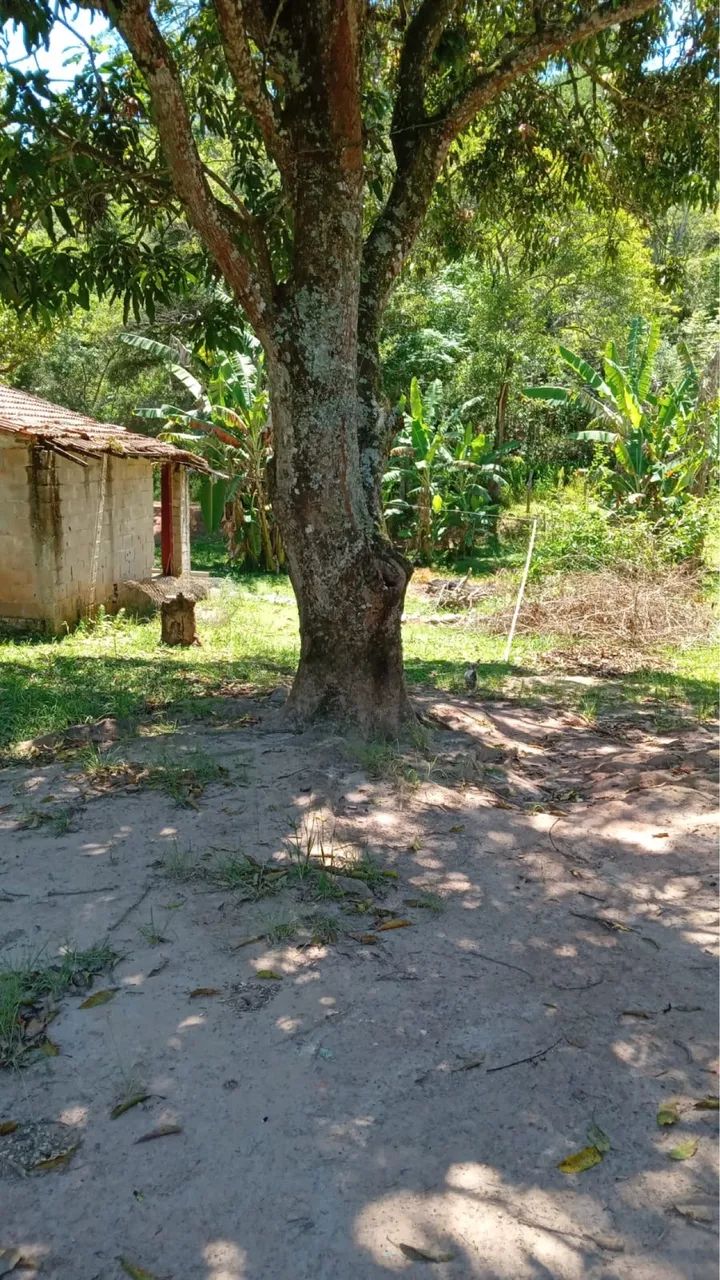 Foto - São Paulo - Fazenda da Juta