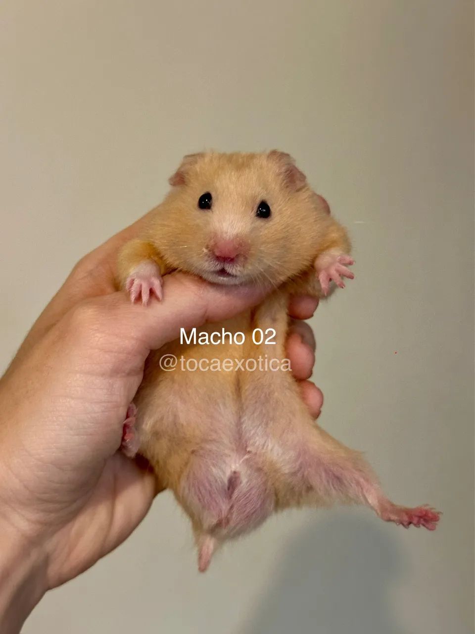 Hamster Sírio  - Foto 2