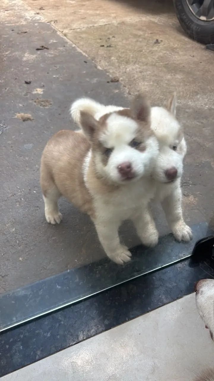 Husky siberiano  - Foto 2