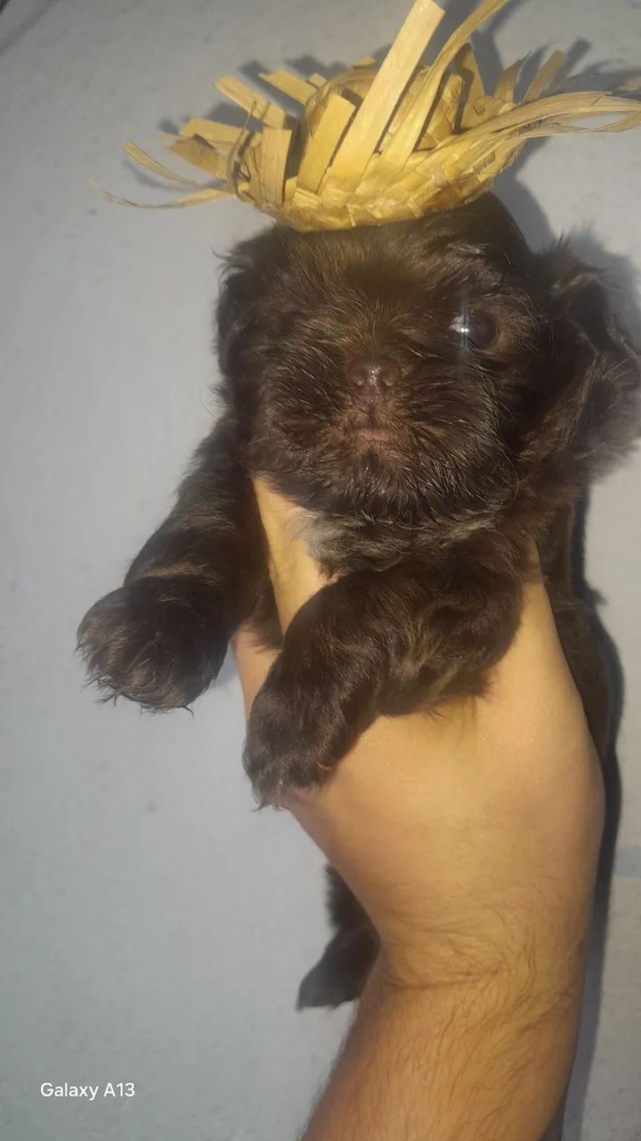 Shi tzu macho  - Foto 3