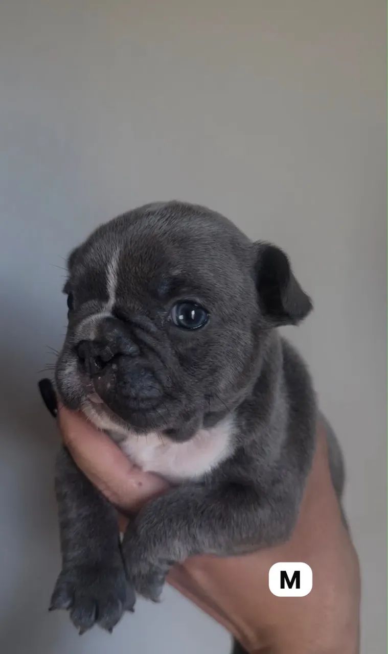 Bulldog francês Blue