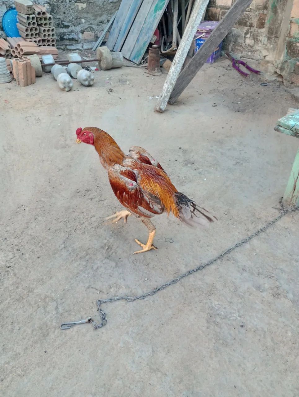 Frango carioca shamo - Foto 3