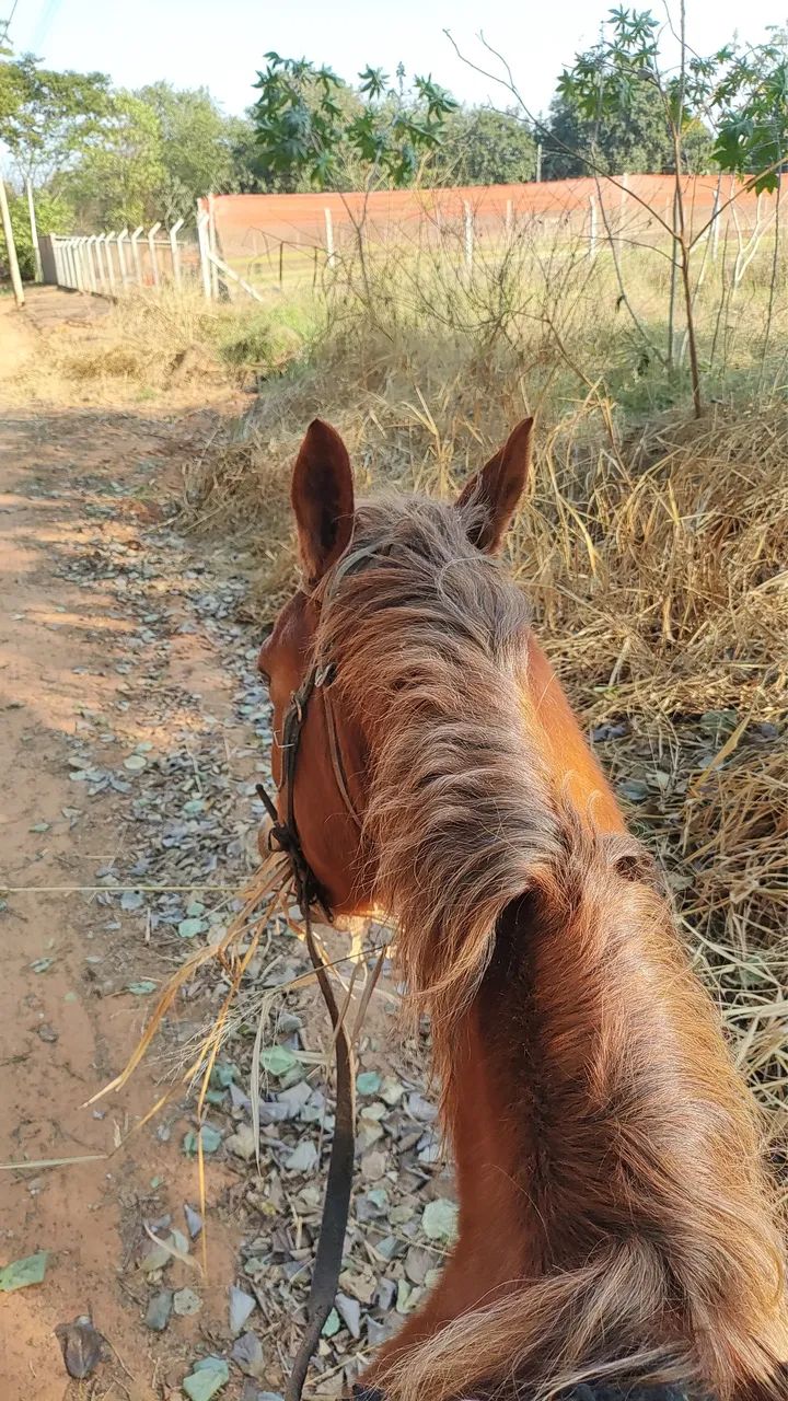 Égua  - Foto 4