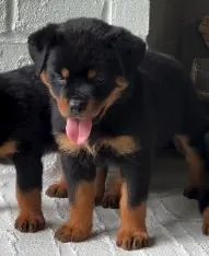 ROTTWEILER FILHOTES - Foto 5