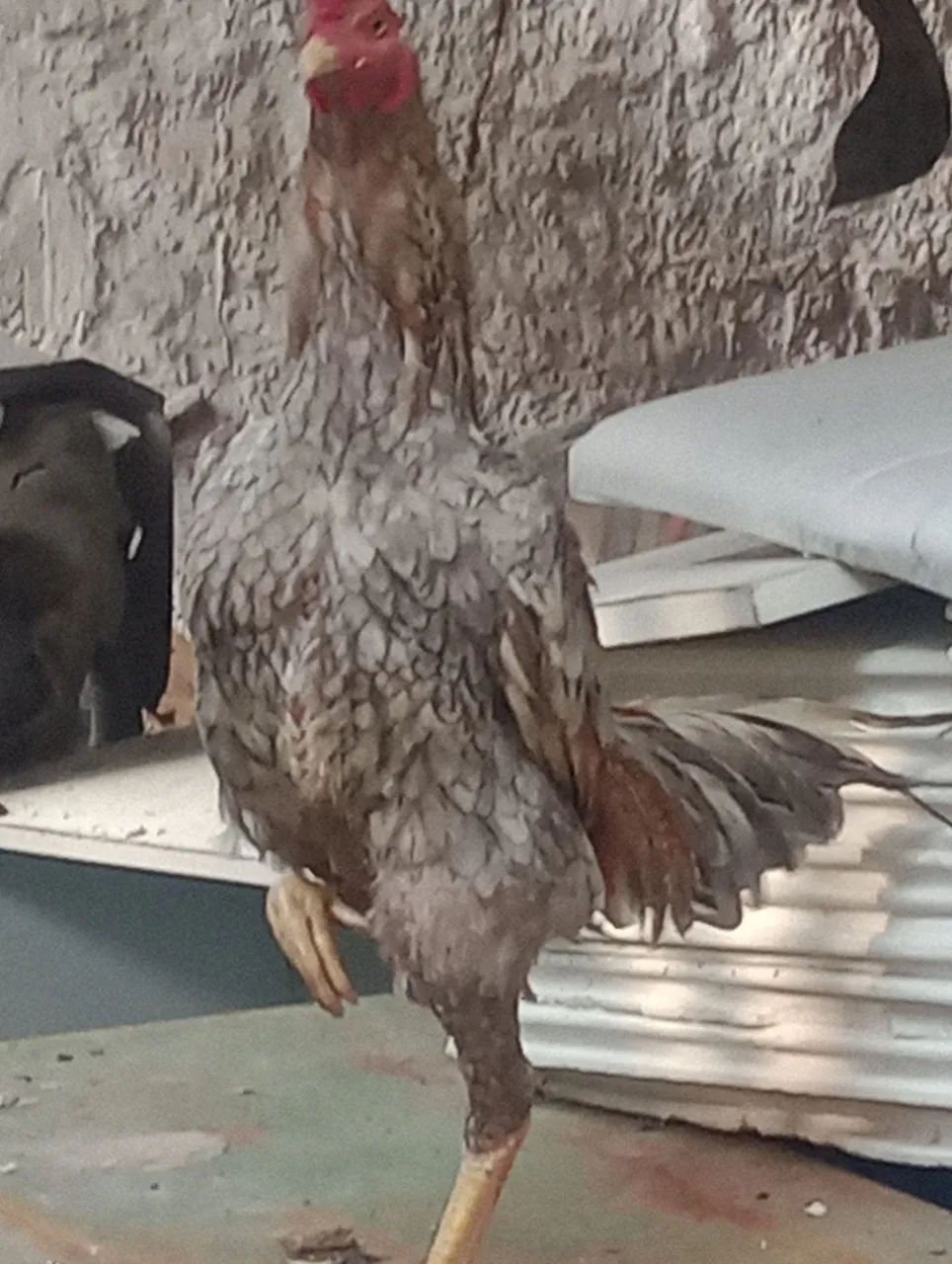 Galo - Foto 2