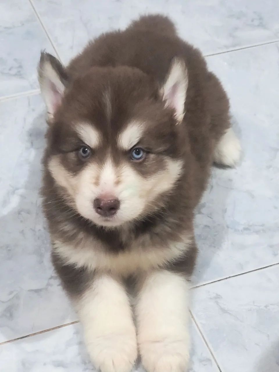 Husky macho 2 meses - Foto 2