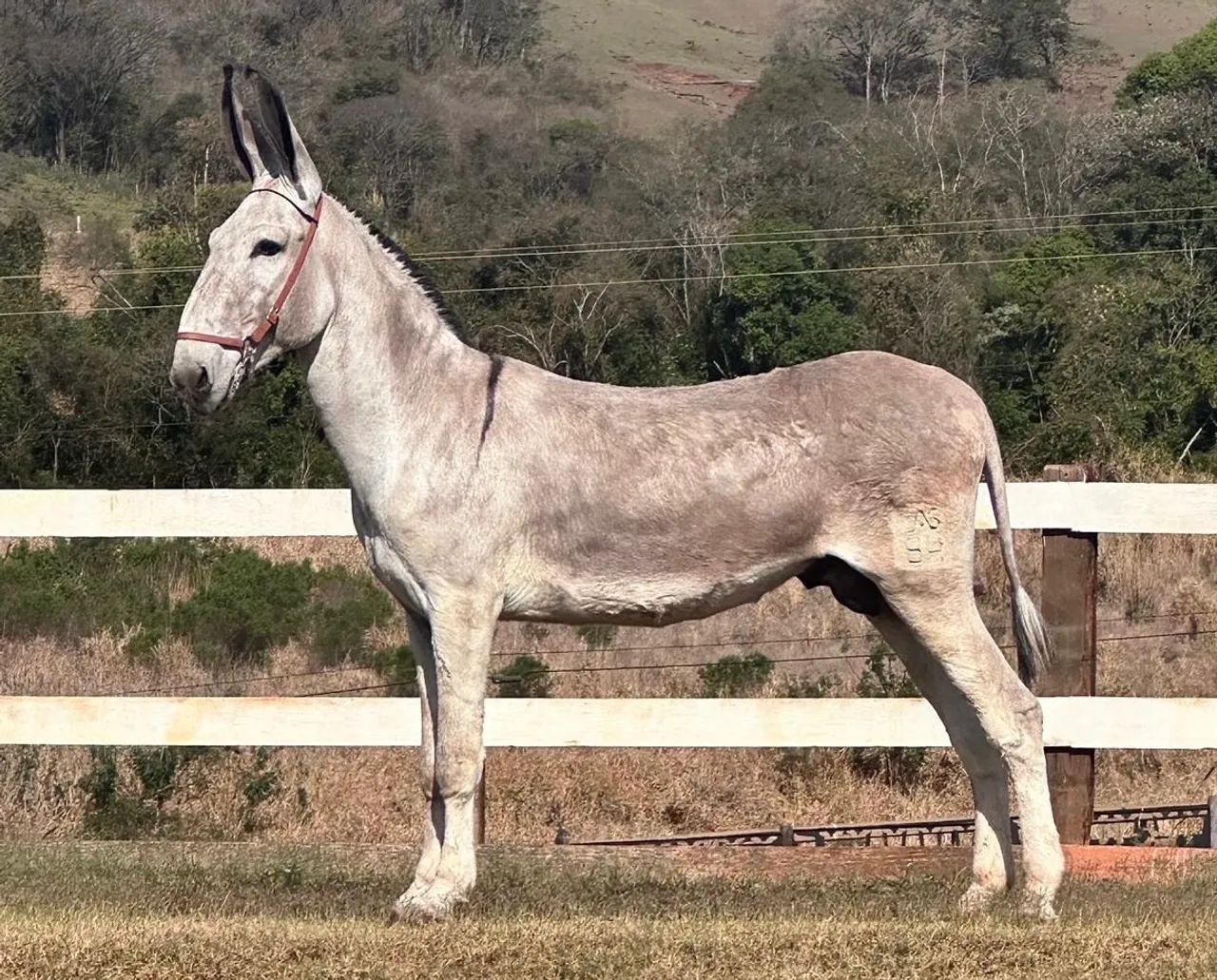 Briana VLA do Criatório RWS égua Mangalarga Paulista Homozigota  - Foto 6