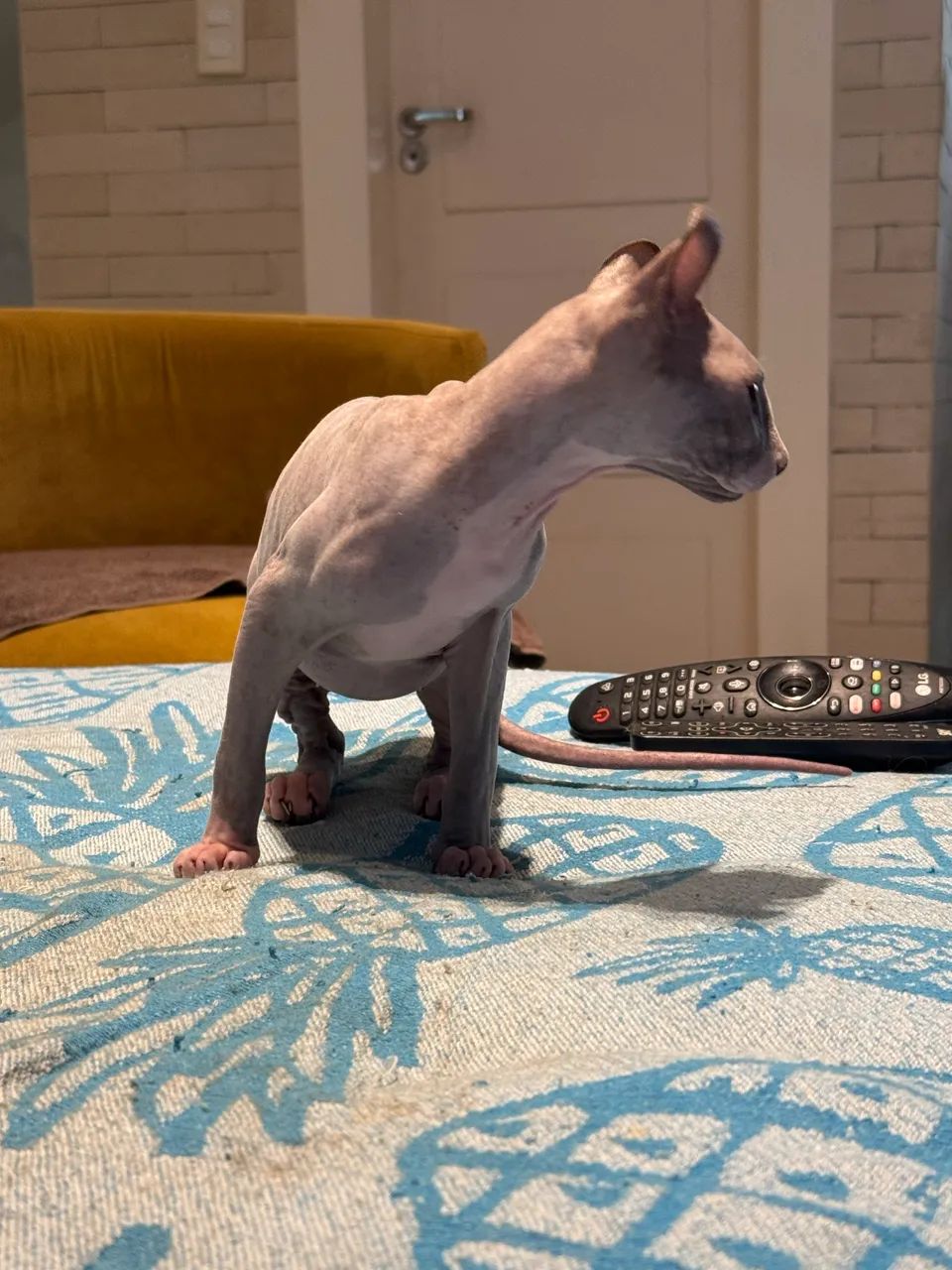 Lindo Sphynx Elf