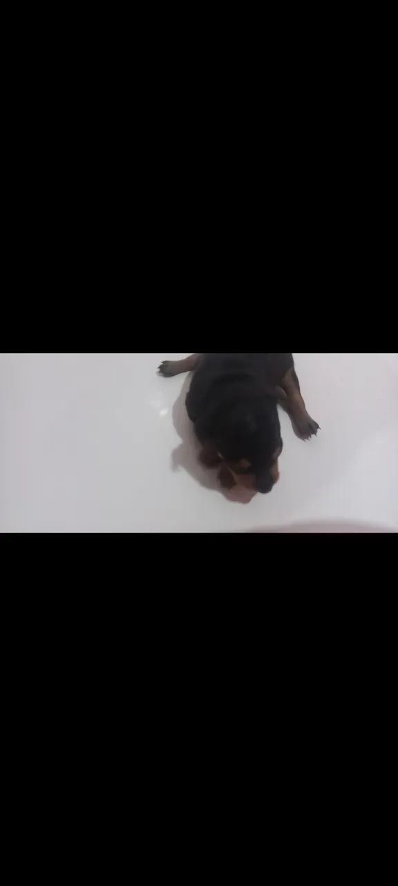 Pinscher 