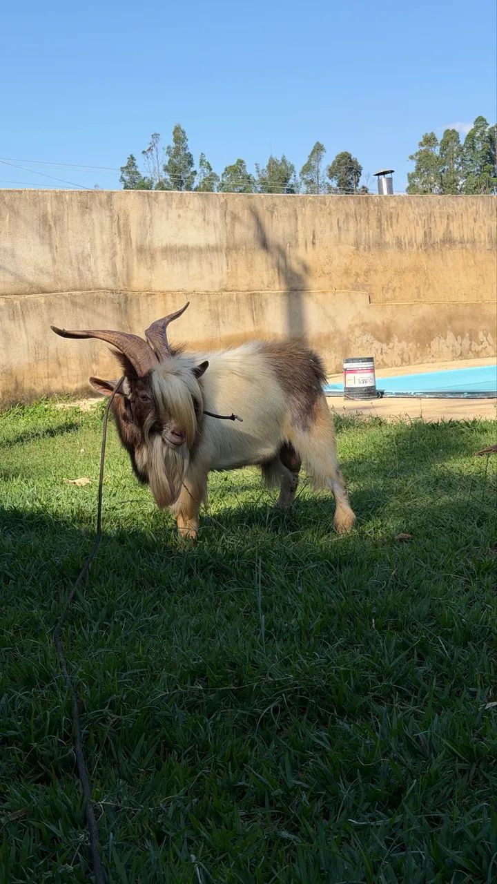 Mini Bode - Foto 2