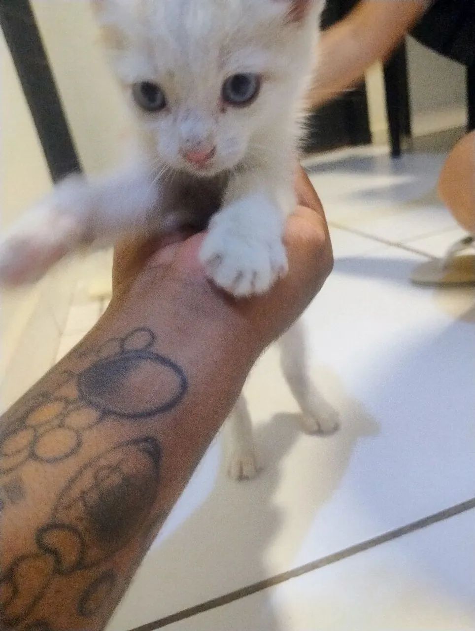 Gato