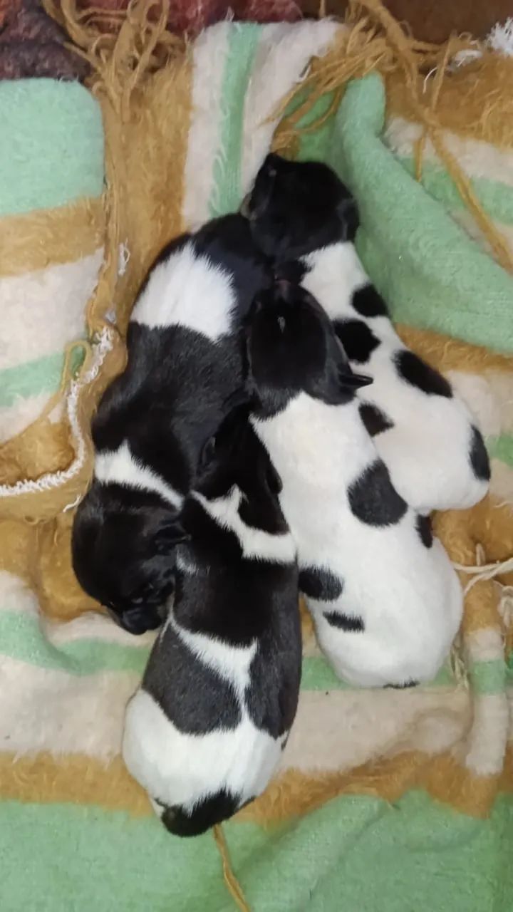 FILHOTES TERRIER BRASILEIRO COM PEDIGREE - Foto 4