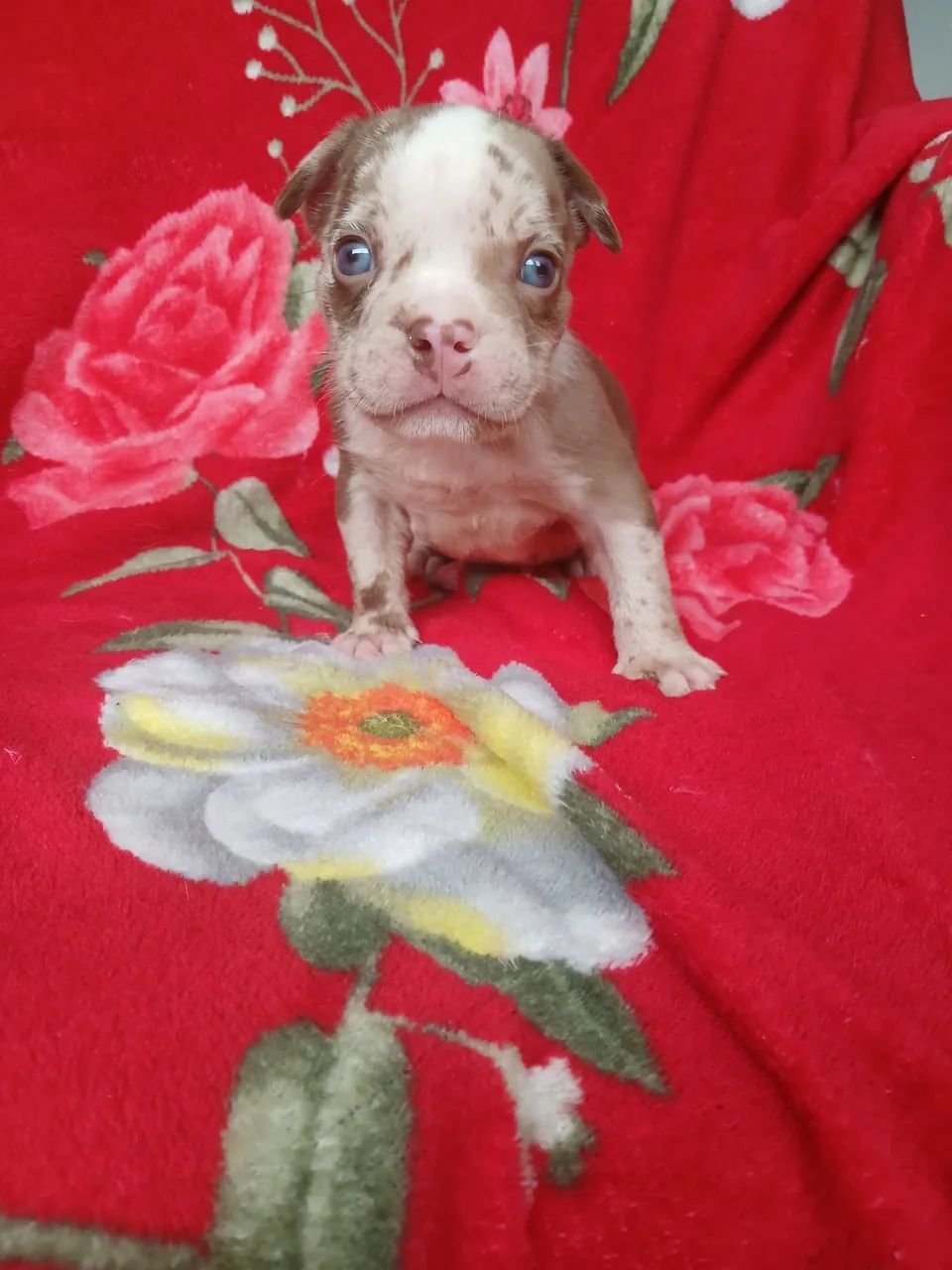 American bully  - Foto 4