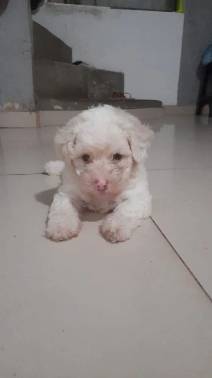 Poodle n1