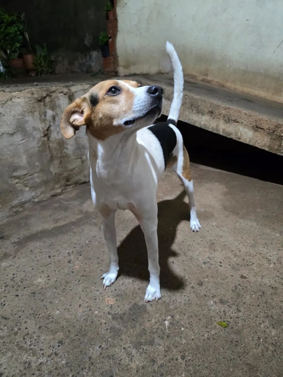 Doação de cachorro médio porte  - Foto 4