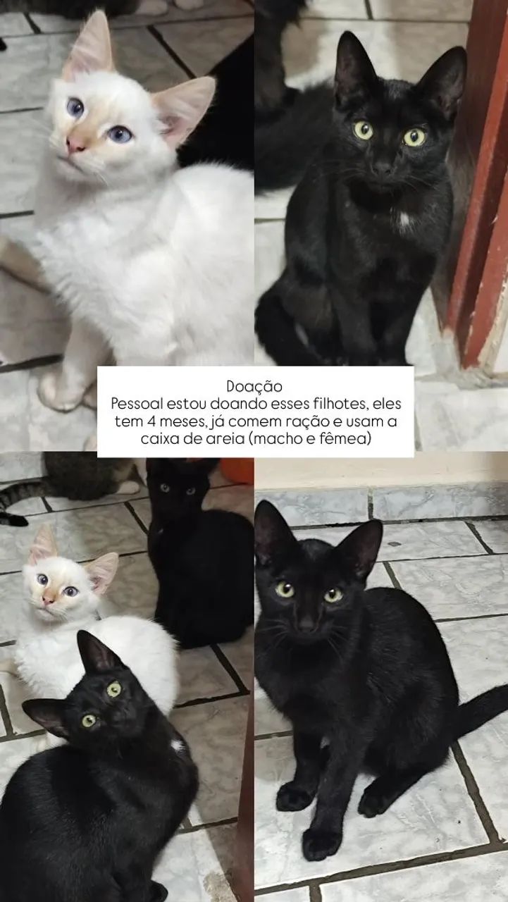 Doação Responsável 