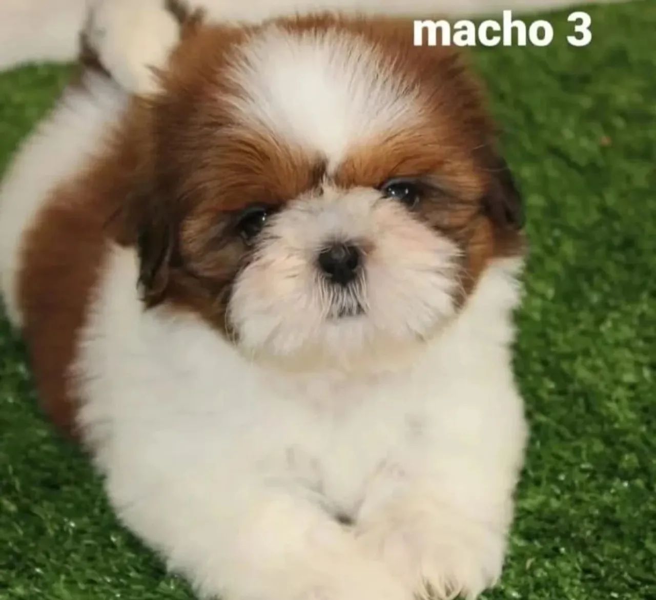 Shih tzu filhotes, com pedigree contrato de compra e venda vacinas conforme a idade  - Foto 3