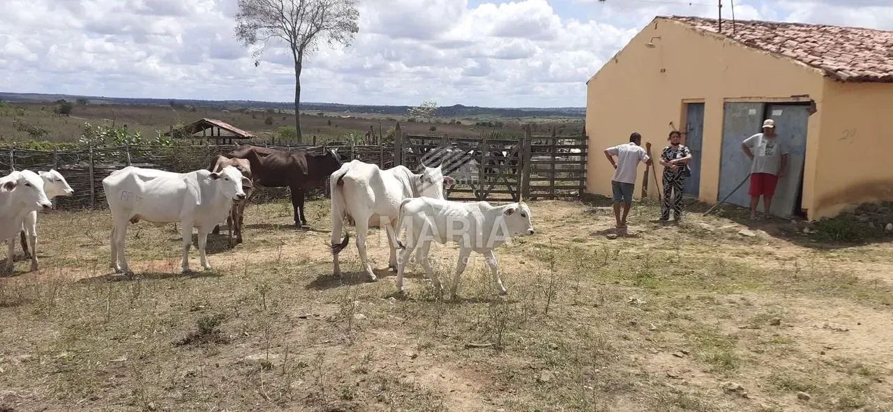 Fazenda com 140 Hectares à venda em Vertentes/PE! - Foto 3