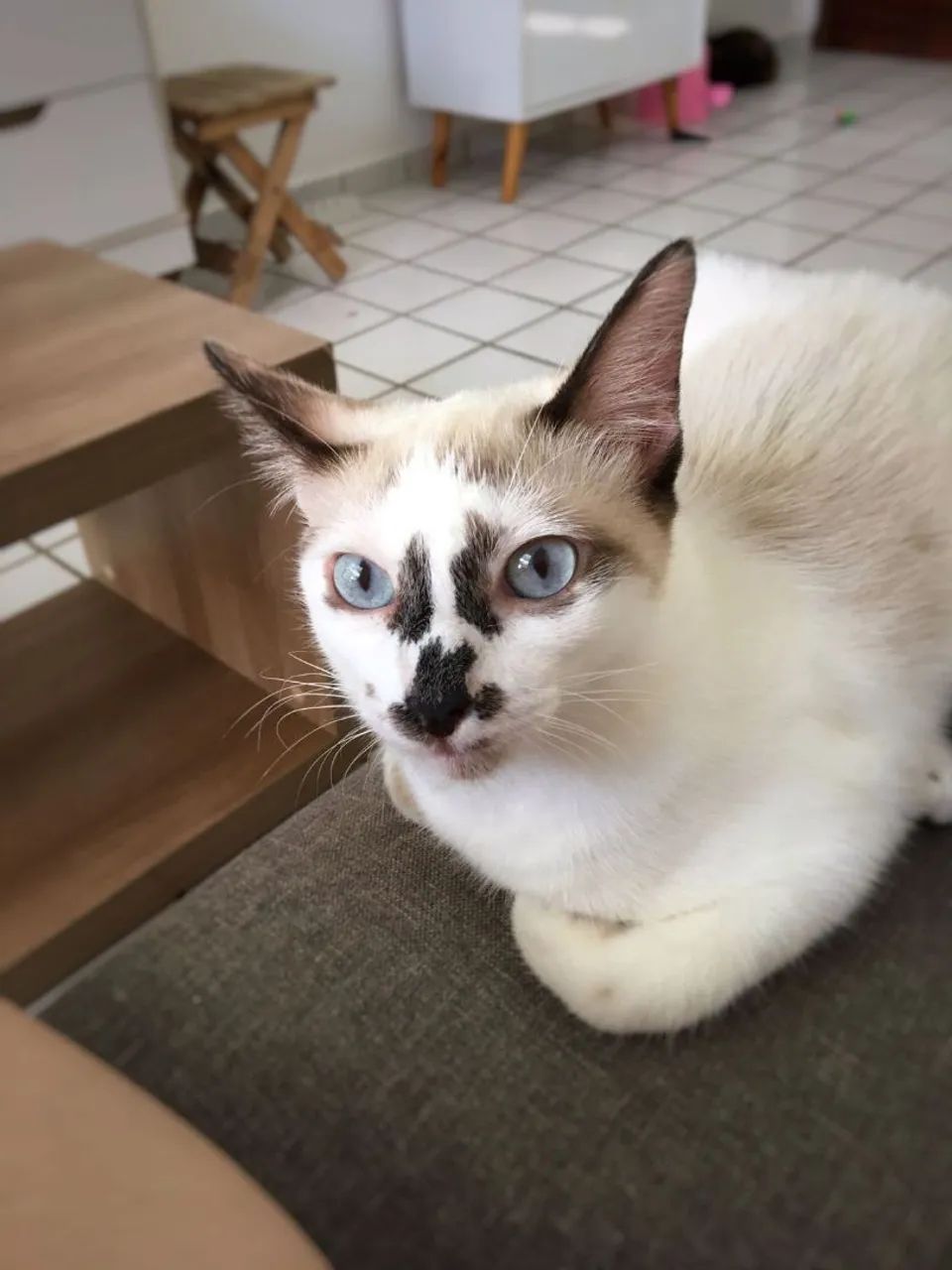 Gata para adoção - Tapioca - Foto 5