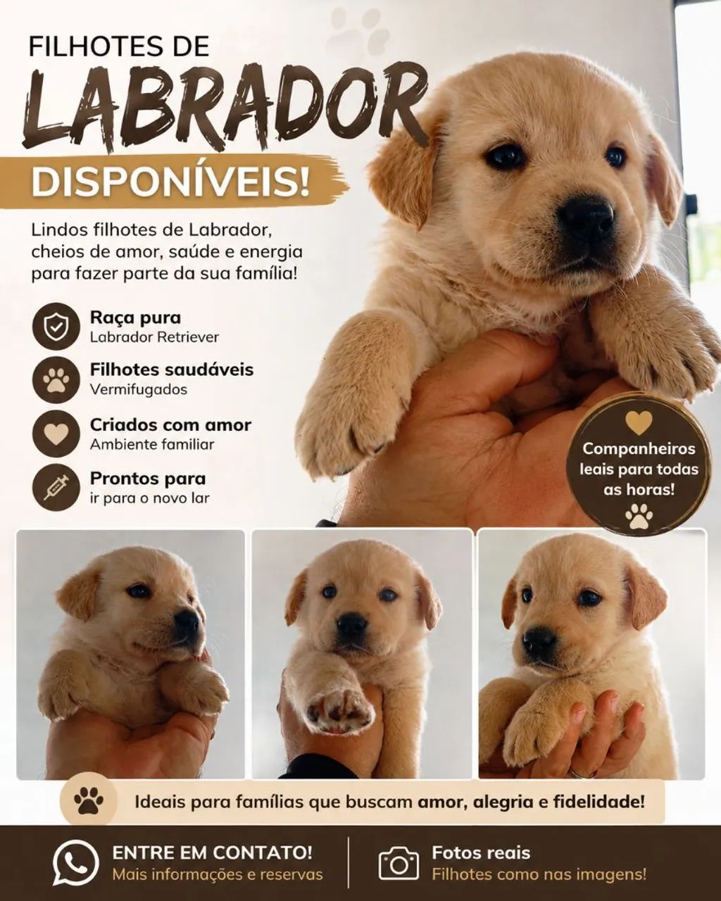 Filhotes de labrador disponíveis 