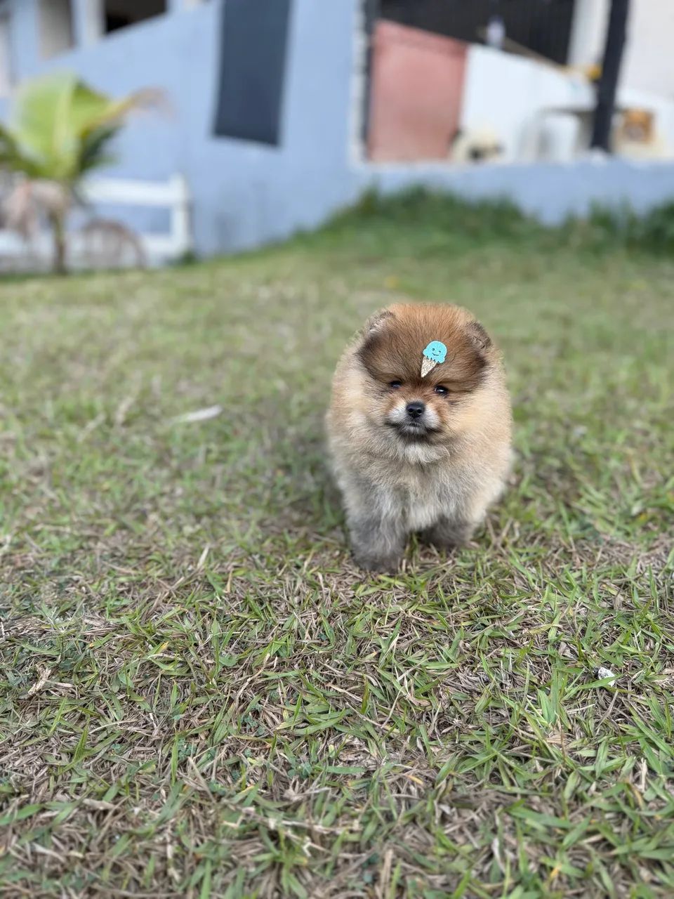 Spitz alemão