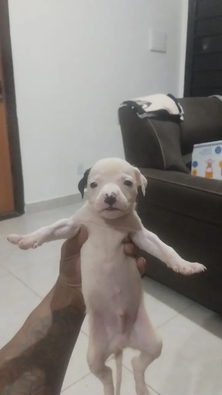 Pitbull red nose  - Foto 5