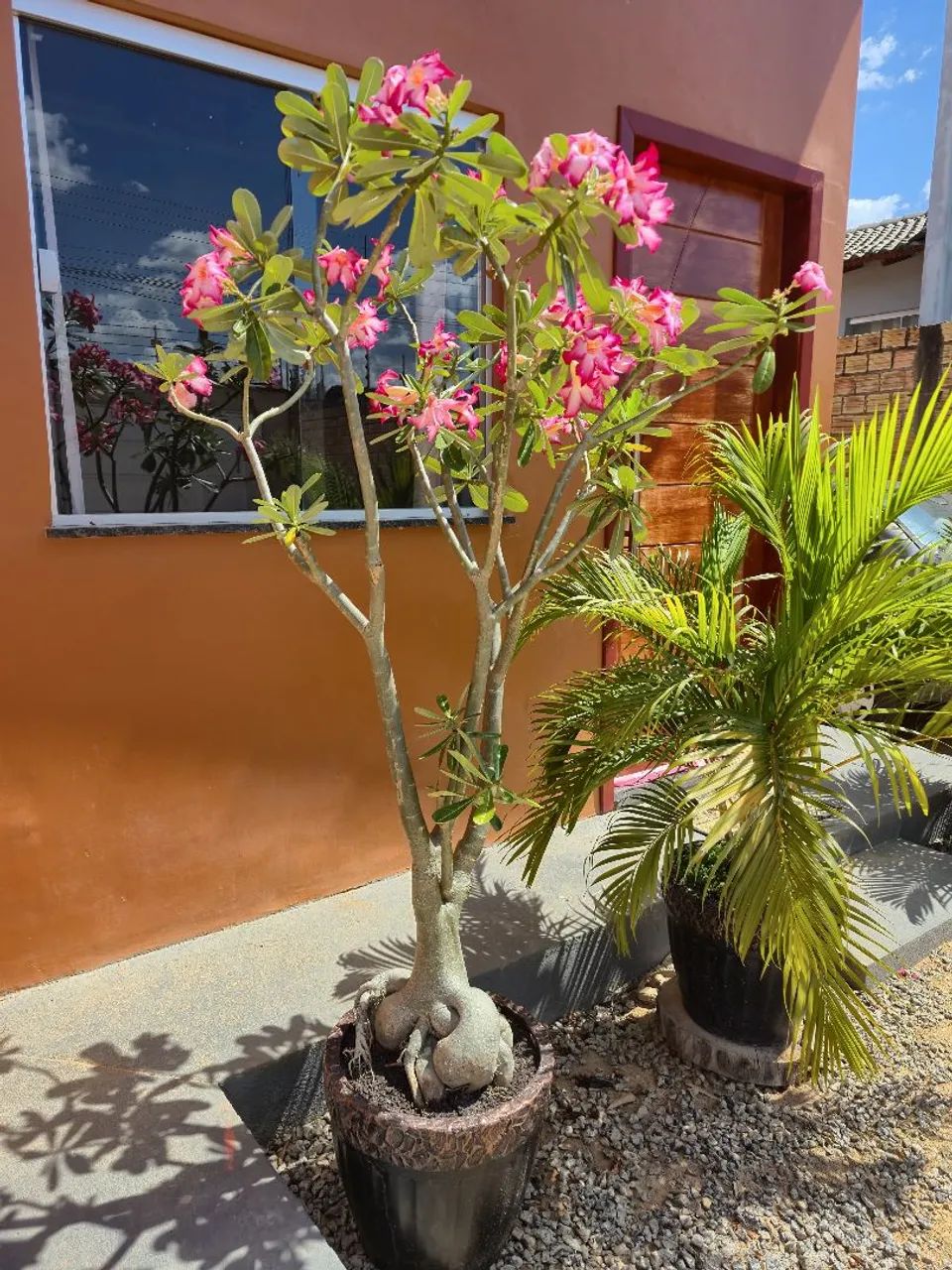 Vendo rosa do deserto  - Foto 2