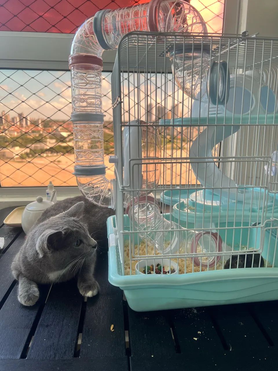 Gaiola Hamster435653746570700801