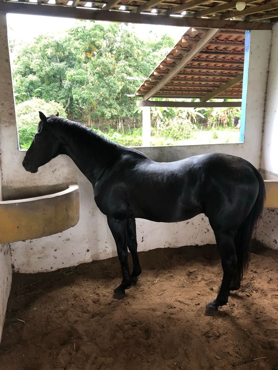 Cavalo quarto de milha PO 