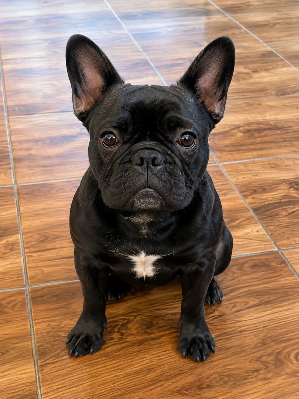 Buldogue Francês 