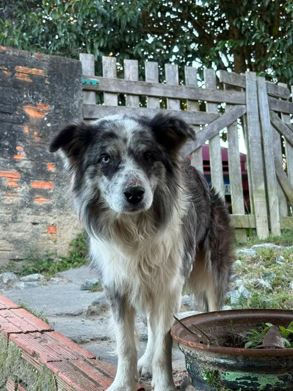 Border collie  - Foto 4