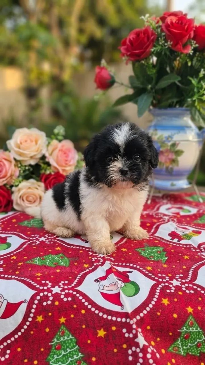 Lindos Filhotes de Shih Tzu - Foto 3