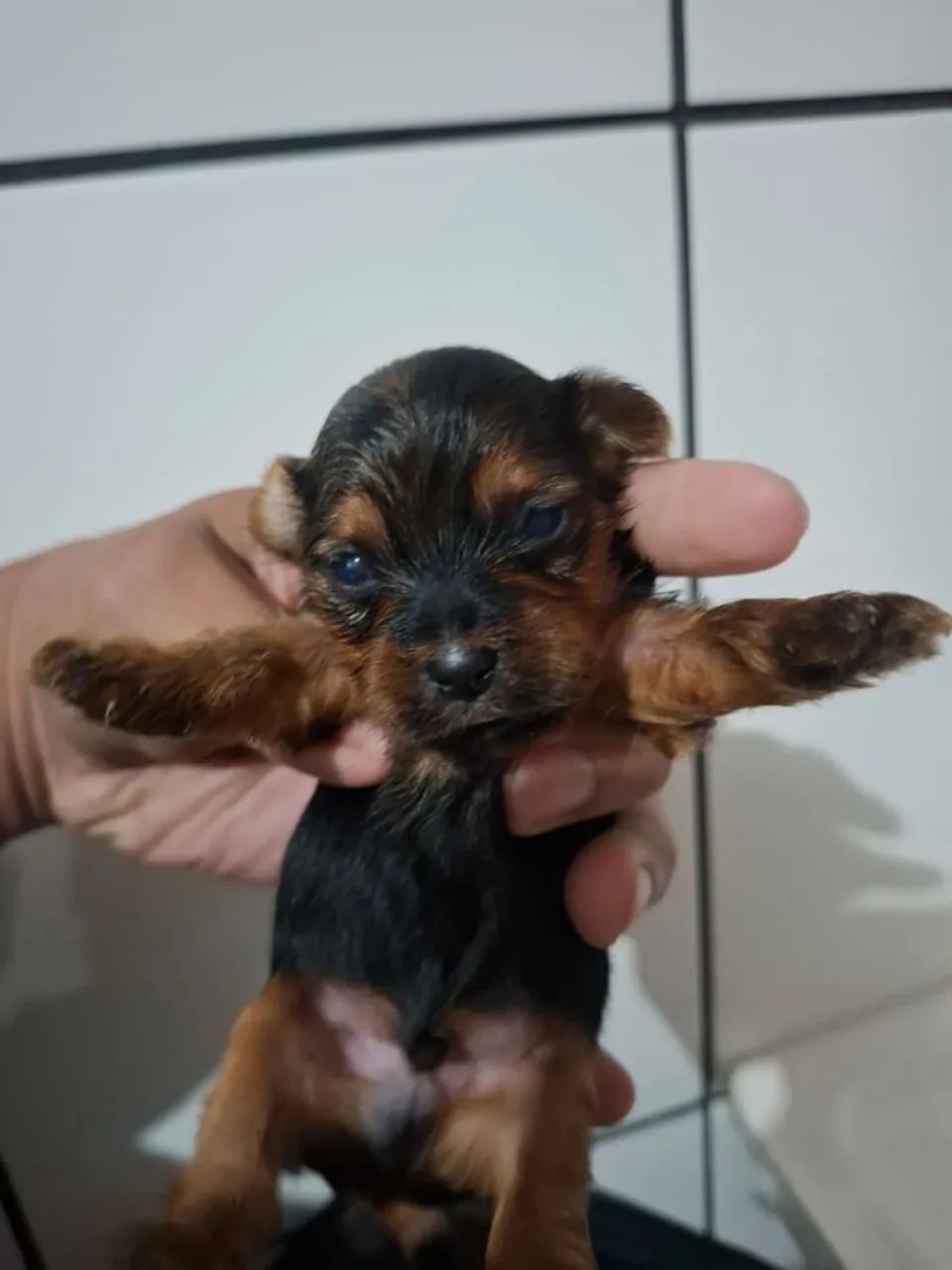 Yorkshire mini