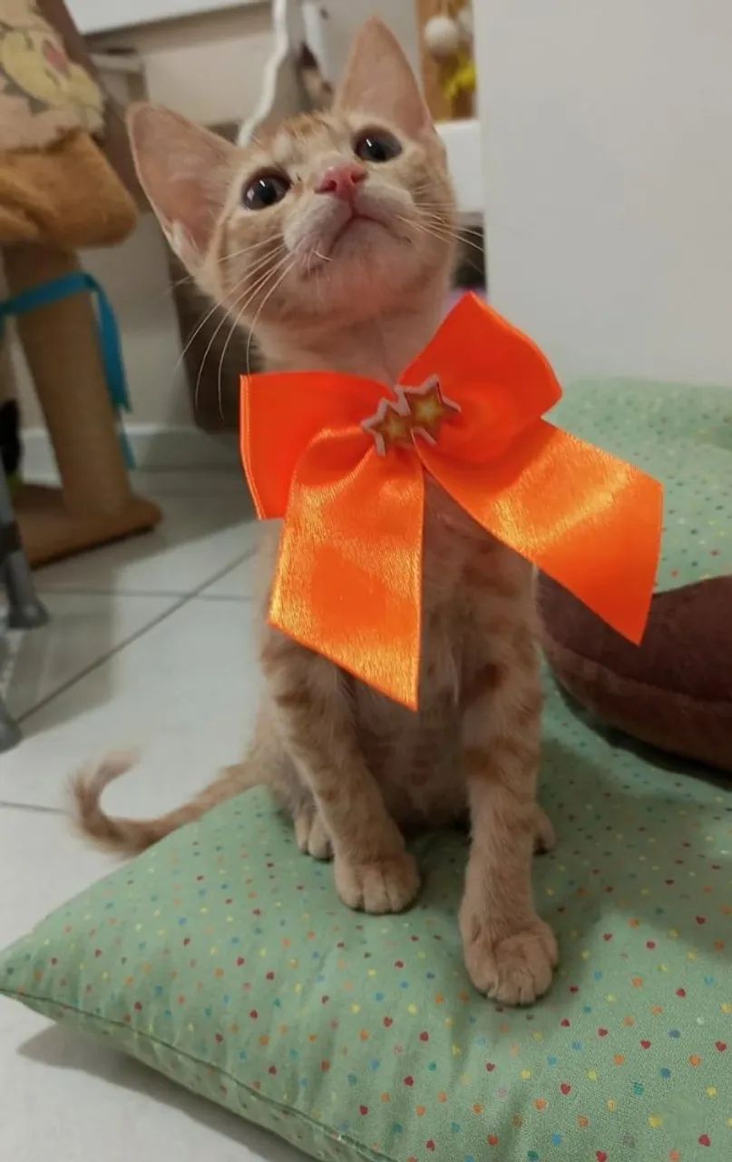 Leona 3 meses somente para residência com redes de proteção  - Foto 5