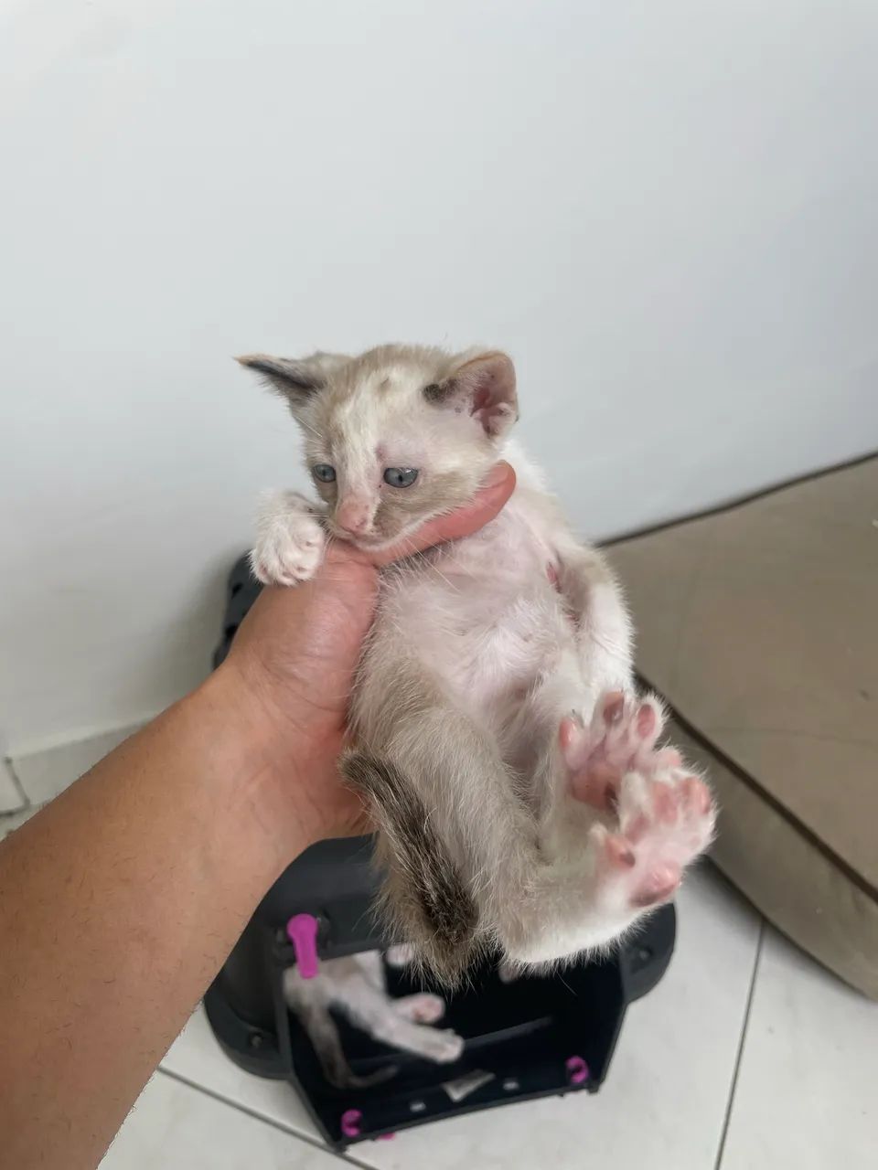 Gatos para doação  - Foto 5